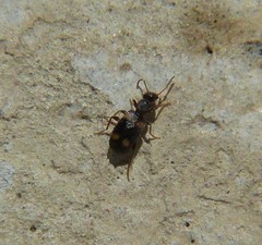 Hirticomus quadriguttatus