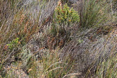 Protea scorzonerifolia