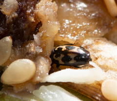 Glischrochilus confluentus