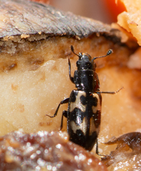 Glischrochilus confluentus