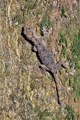 Ancylodactylus dickersonae