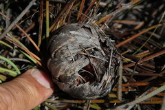 Protea scorzonerifolia