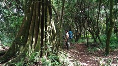 Ancylodactylus dickersonae