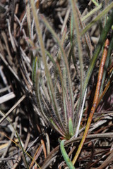 Protea scorzonerifolia
