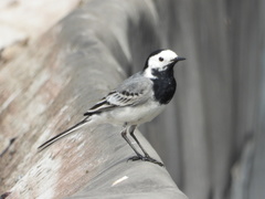 Motacilla alba