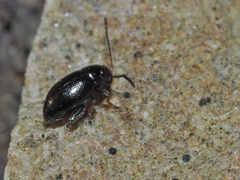 Longitarsus anchusae