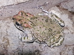 Vandijkophrynus