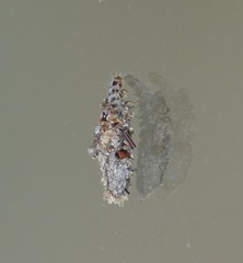 Dahlica triquetrella