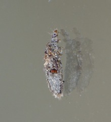 Dahlica triquetrella