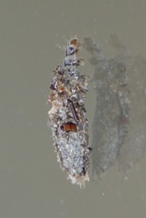 Dahlica triquetrella