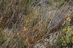 Protea scorzonerifolia