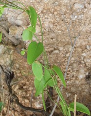 Smilax domingensis