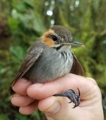 Microbates cinereiventris