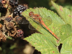 Sympetrum striolatum