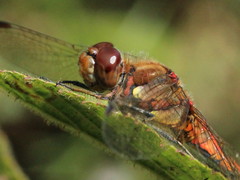 Sympetrum striolatum