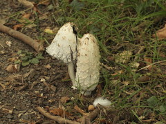 Coprinus comatus