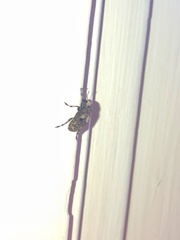 Euparius