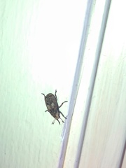 Euparius