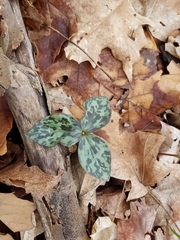 Trillium recurvatum