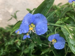Commelina erecta