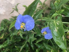 Commelina erecta