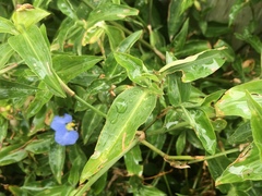 Commelina erecta