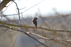 Phoenicurus ochruros gibraltariensis