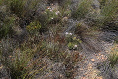 Protea scorzonerifolia