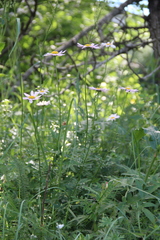 Tanacetum coccineum