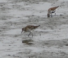 Calidris acuminata