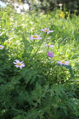 Tanacetum coccineum