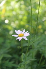 Tanacetum coccineum