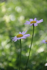 Tanacetum coccineum