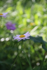 Tanacetum coccineum