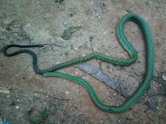 Dendroaspis jamesoni