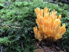 Ramaria sandaracina