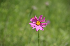 Tanacetum coccineum