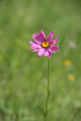 Tanacetum coccineum