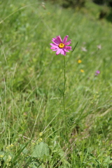 Tanacetum coccineum