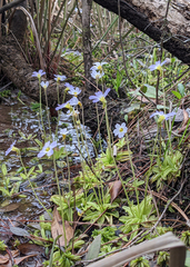 Pinguicula primuliflora