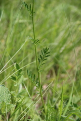 Tanacetum coccineum