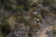 Protea scorzonerifolia