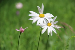 Tanacetum coccineum