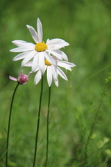 Tanacetum coccineum