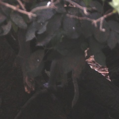 Chlorocebus tantalus