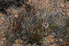 Protea scorzonerifolia