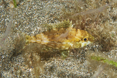 Lethrinidae
