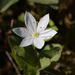 Chickweed-Wintergreen - Photo (c) Shandchem, some rights reserved (CC BY-ND)