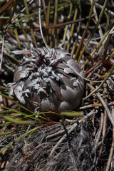 Protea scorzonerifolia