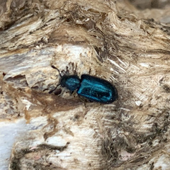 Necrobia violacea